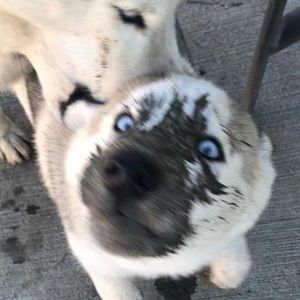 Meet your Posher, Victor